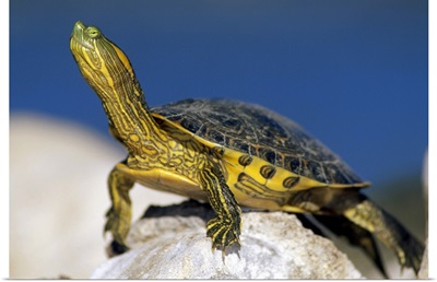 Yellow-bellied Slider turtle, portrait, on rock, North America