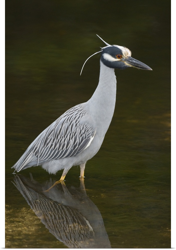 Yellow-crowned night heron (Nycticorax violacea), Ding Darling NWR FL
