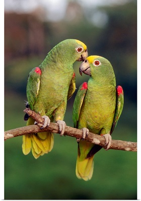 Yellow-crowned Parrot (Amazona ochrocephala) pair, Venezuela