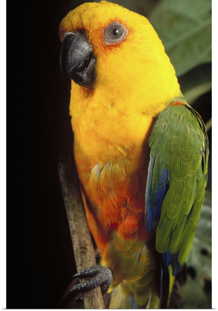 Yellow-faced Parrot (Amazona xanthops) portrait, threatened, southern Brazil