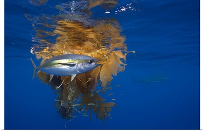 Yellowfin Tuna and Blue Marlin beside floating kelp, San Diego, California