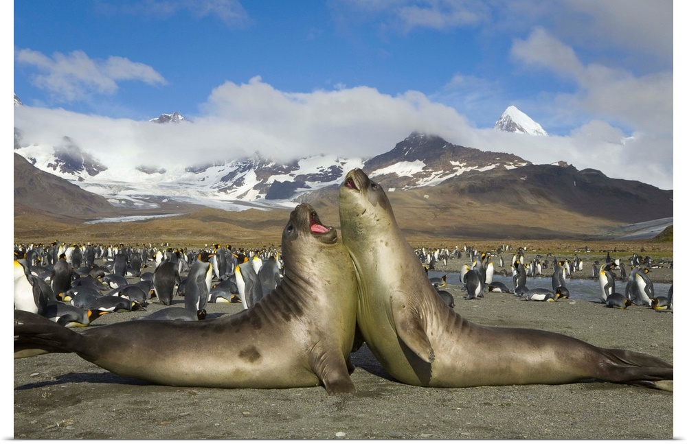 Young Southern Elephant Seal Play Fighting