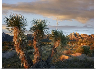 Yucca (Yucca sp) and Organ Mountains near Las Cruces, New Mexico
