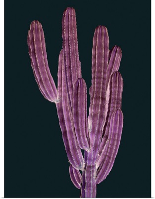 Cactus Plant II