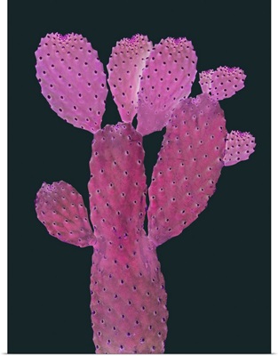 Cactus Plant IV