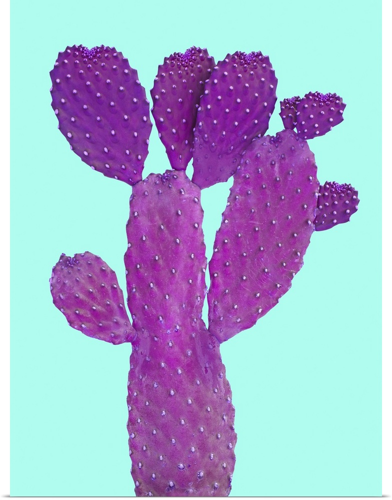 Cactus on white backgraund