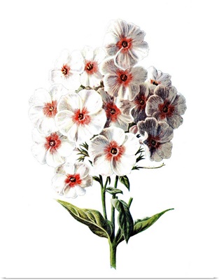 Phlox Flower
