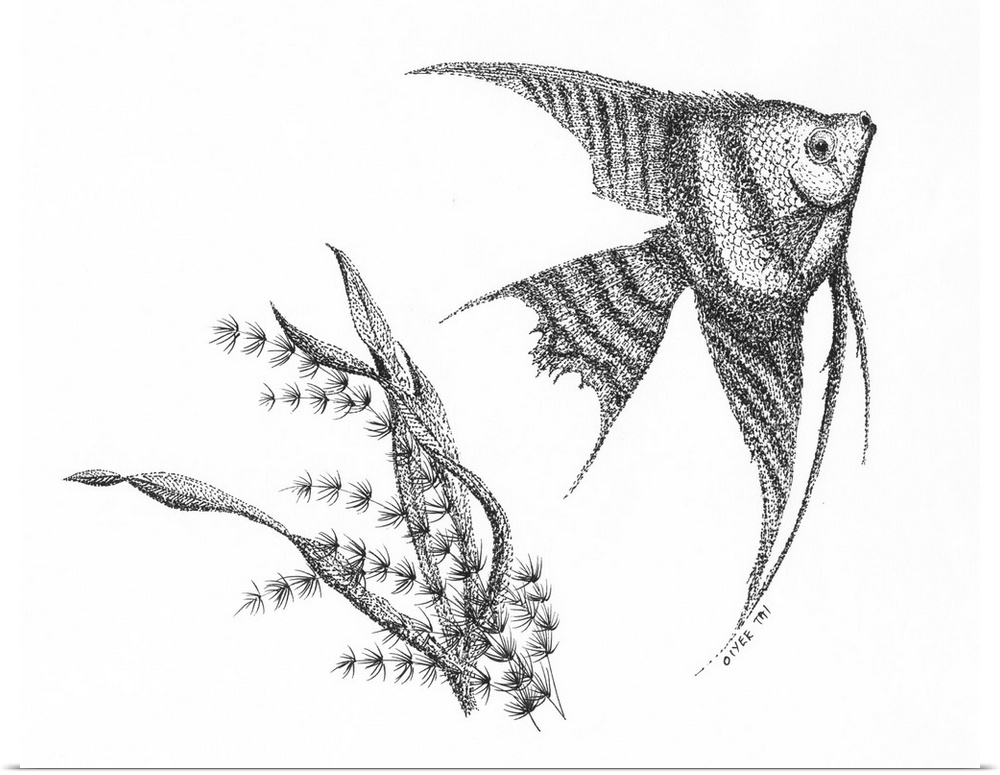 Pen and Ink Stippling of an angel fish and seaweed in black and white.