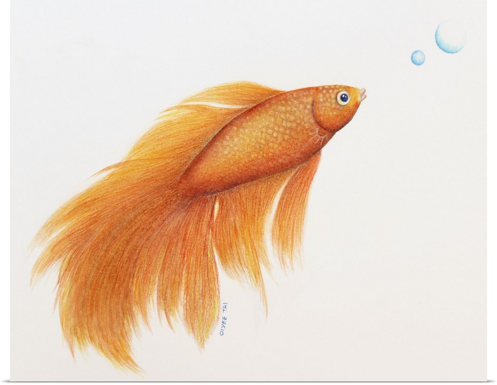 Beautiful color pencil illustration of an orange betta fish with two blue bubbles on a white background.