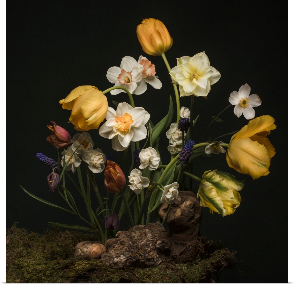 A Dutch golden age inspired still life image featuring daffodils, parrot tulips, and other spring blooms on a bed of moss ...