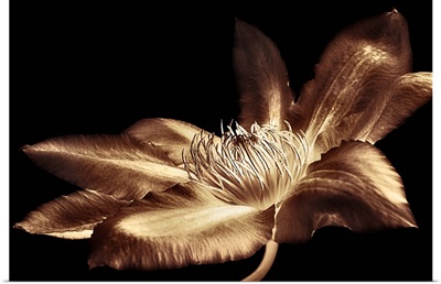 Antique Sepia Flower I