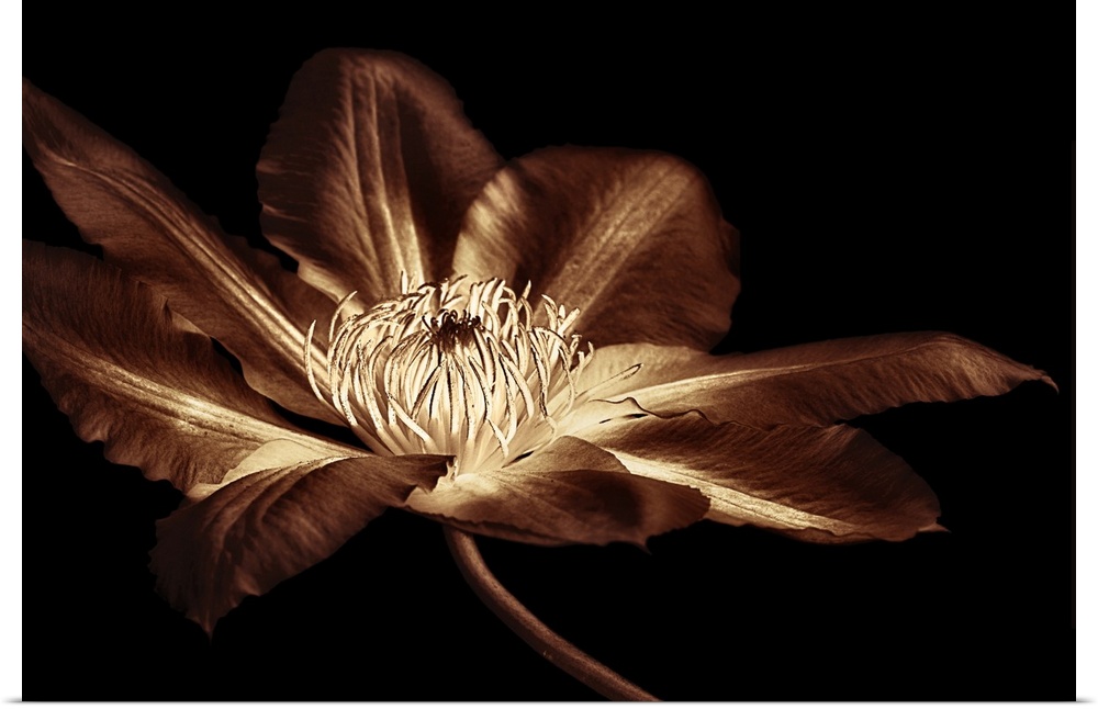 Antique Sepia Flower II