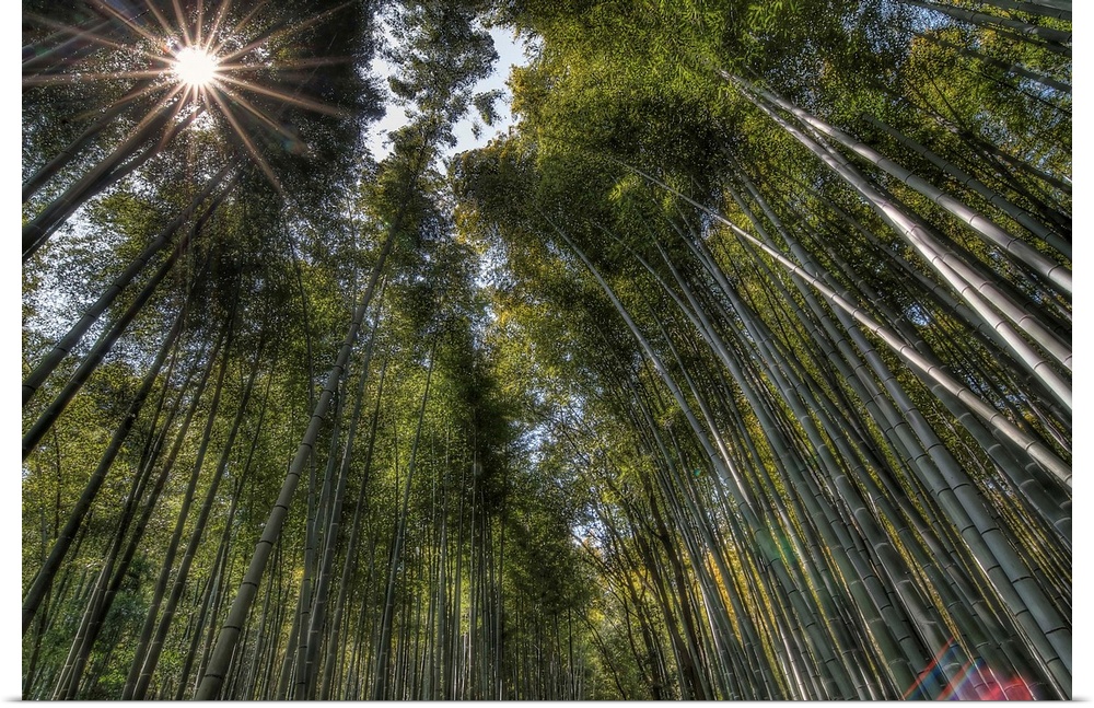 A photograph looking up at the canopy of a bamboo forest.