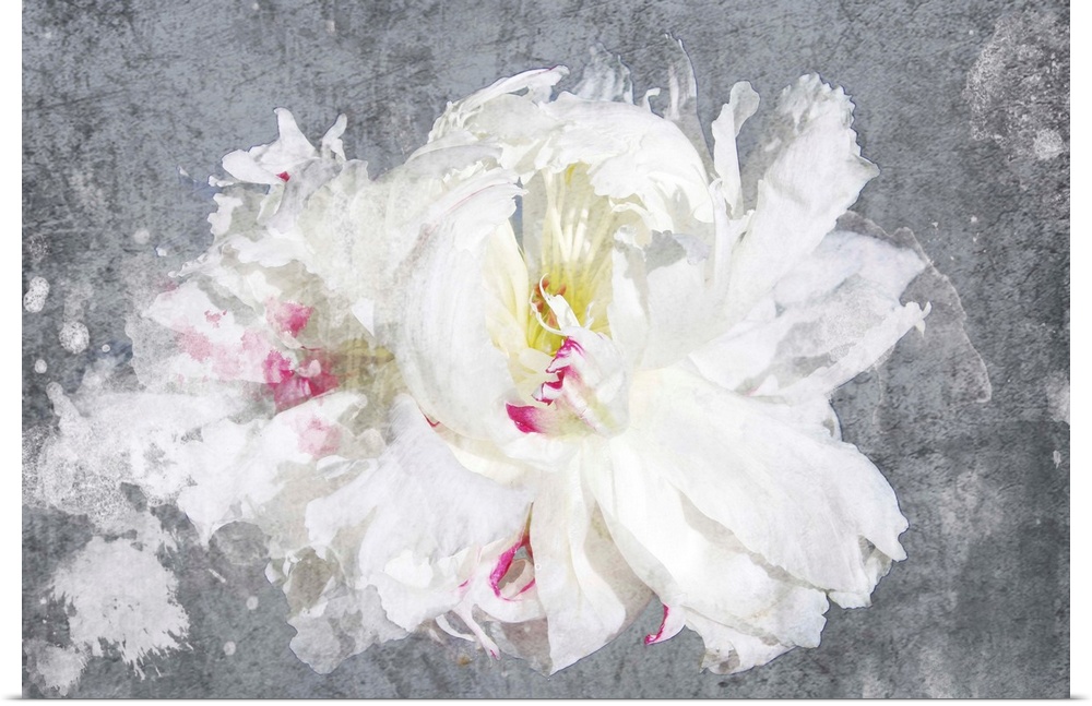 Contemporary art of a white flower with delicate petals on grey.
