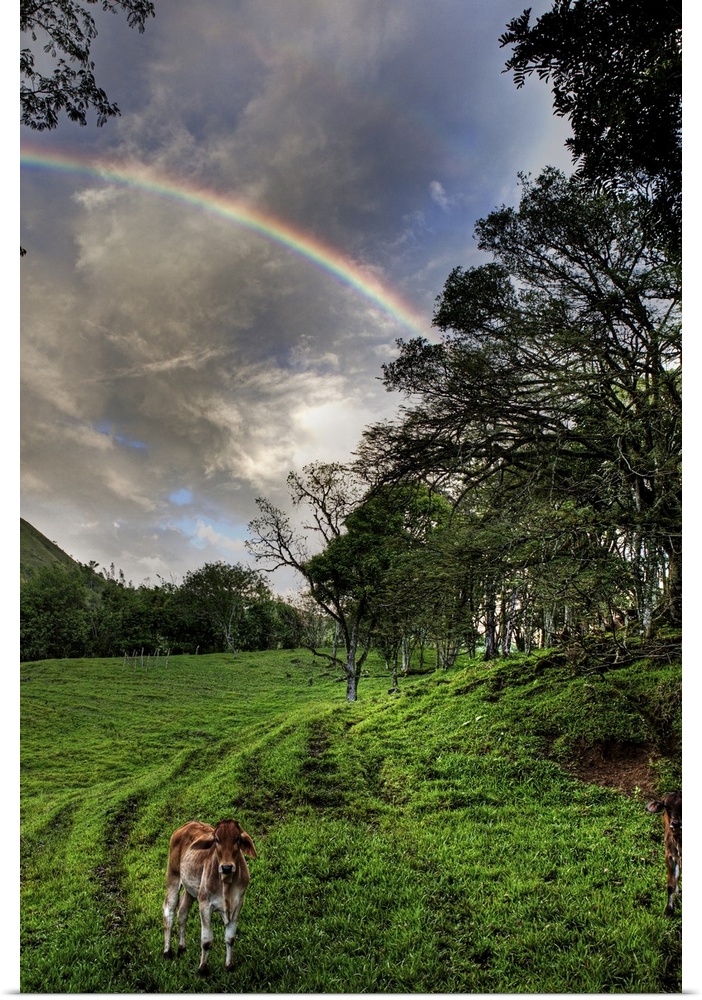 Calf with Green field and Rainbow