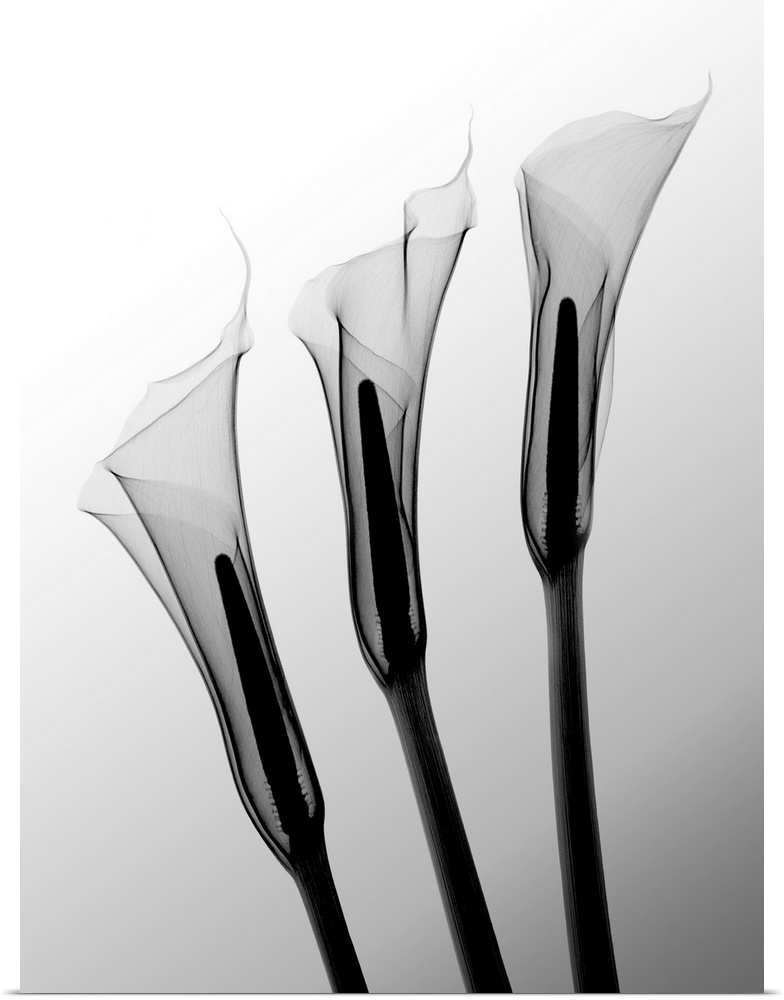 Fine art photograph using an x-ray effect to capture an ethereal-like image of calla lilies.