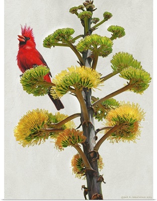 Cardinal Yellow Yucca