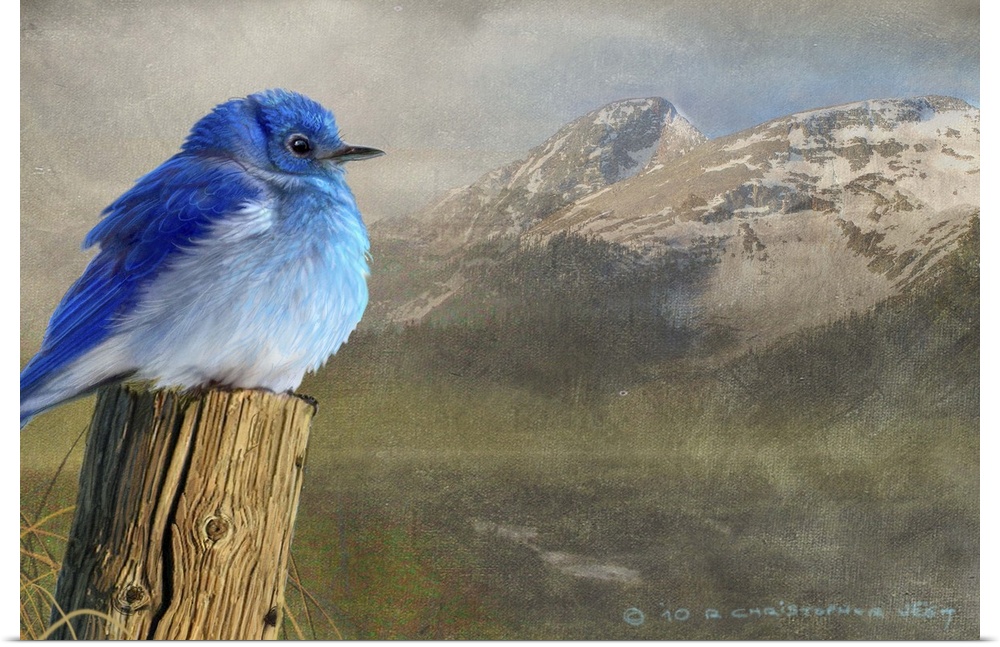 Contemporary artwork of a mountain bluebird perched on an old fence post.