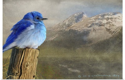 Day Mountain Bluebird