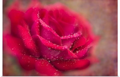 Dew-Covered Red Rose