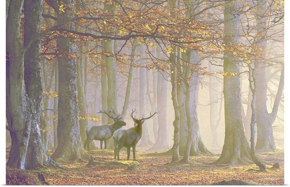 A watercolor rendition of two noble elks standing in a mysterious misty autumn forest.