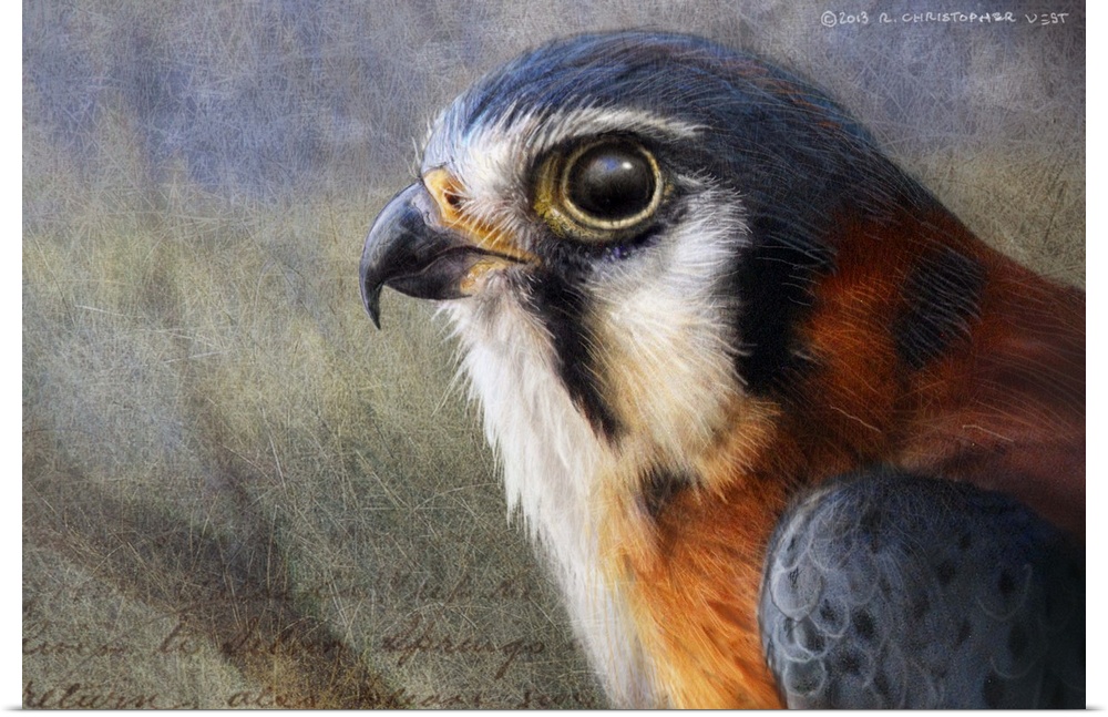 Contemporary artwork of a portrait of a falcon.