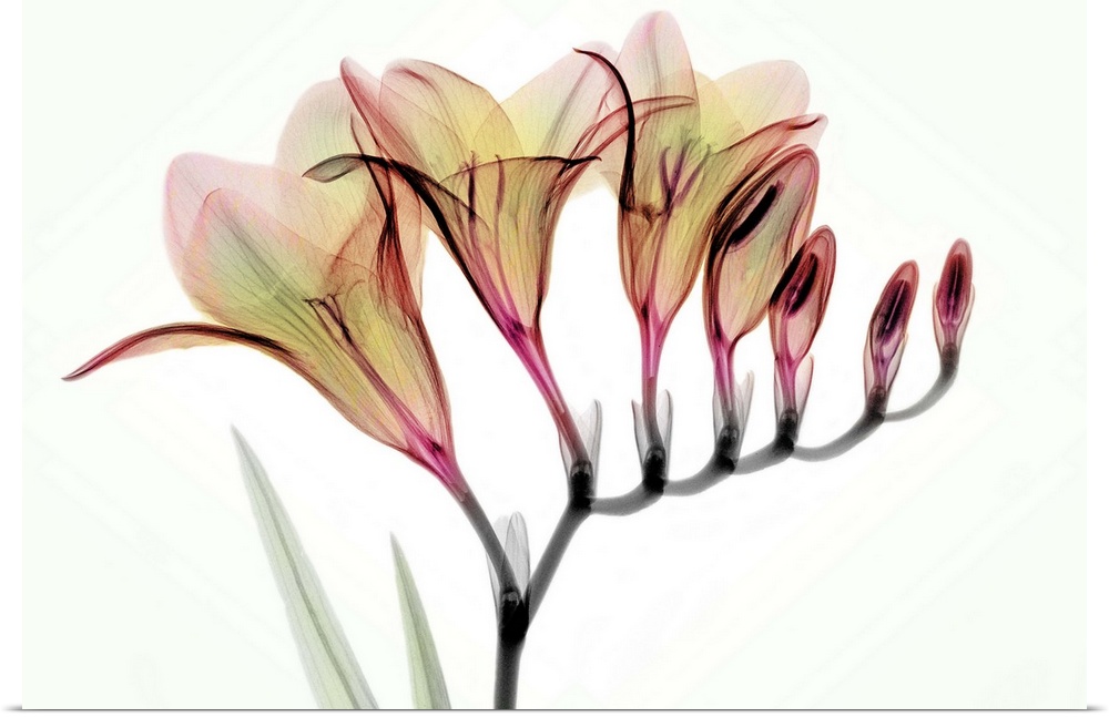 Fine art photograph using an x-ray effect to capture an ethereal-like image of freesias.