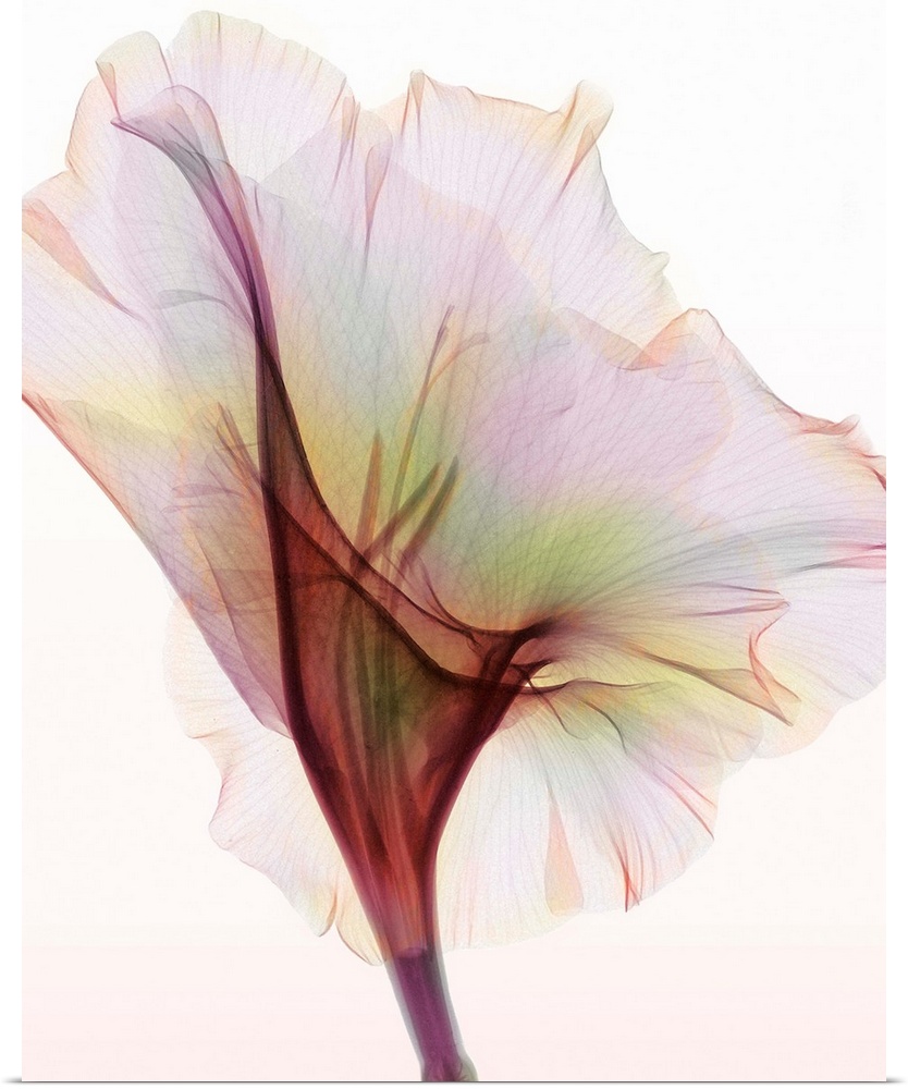 Fine art photograph using an x-ray effect to capture an ethereal-like image of a gladiolus.