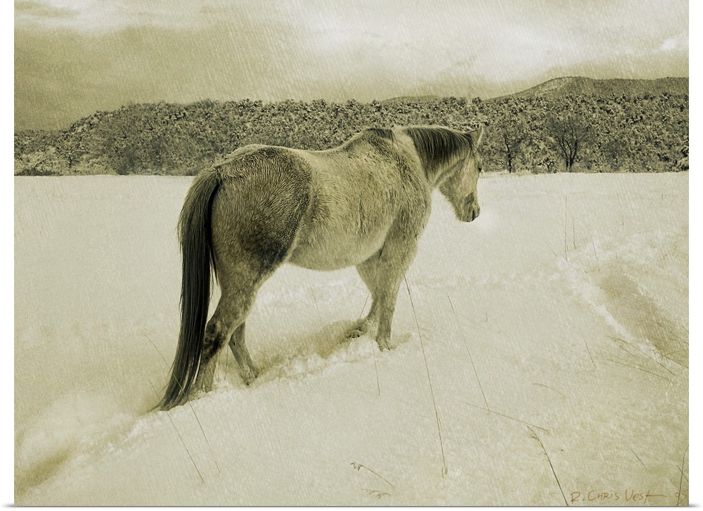 Contemporary artwork of a lone white horse traipsing through cold wintry snow.