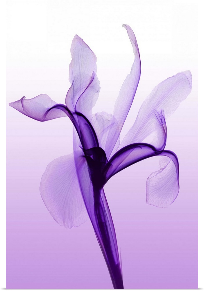 Fine art photograph using an x-ray effect to capture an ethereal-like image of an iris.