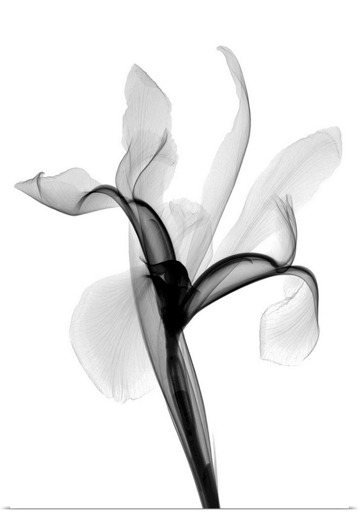 Fine art photograph using an x-ray effect to capture an ethereal-like image of an iris.