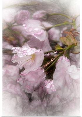 Japanese Flowering Cherry Blossoms