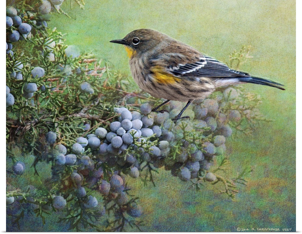 Contemporary artwork of a warbler perched on a branch with berries.