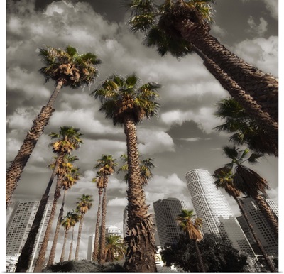Los Angeles Sky