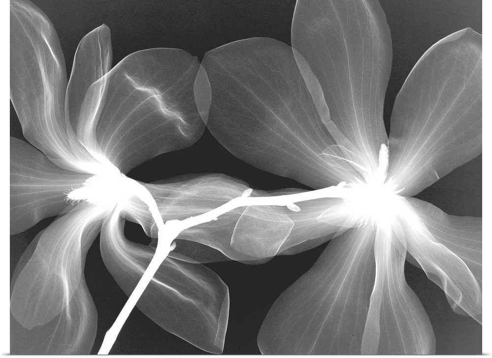 Fine art photograph using an x-ray effect to capture an ethereal-like image of a magnolia.