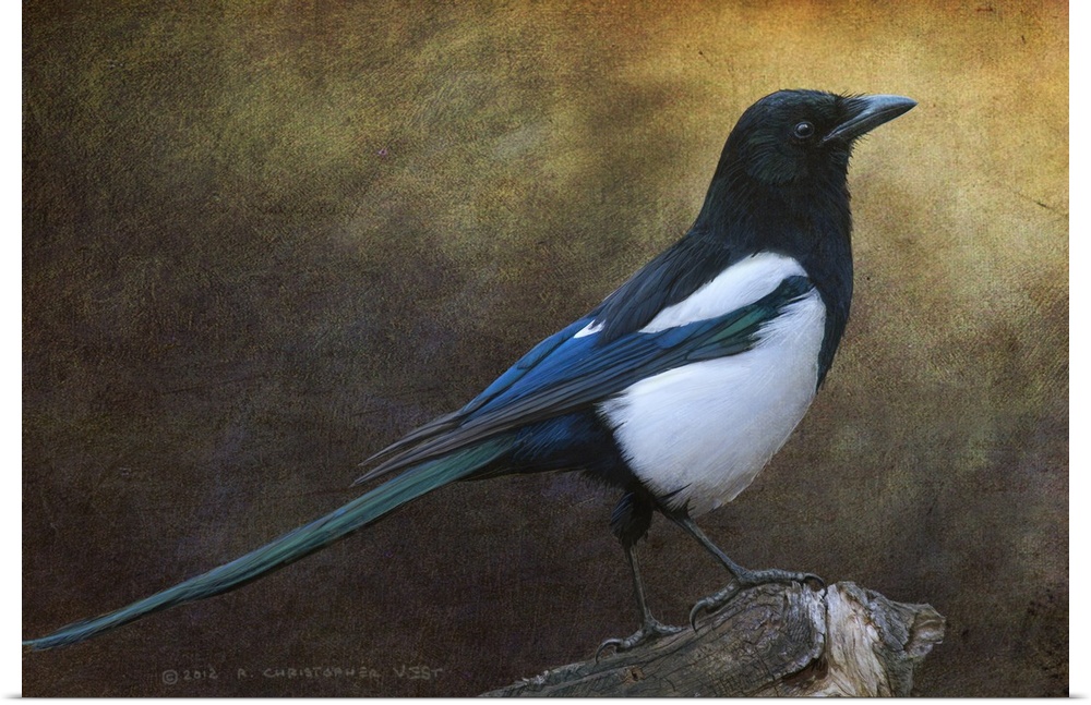 Contemporary artwork of a portrait of a magpie.