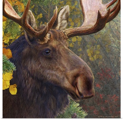 Moose Spruce