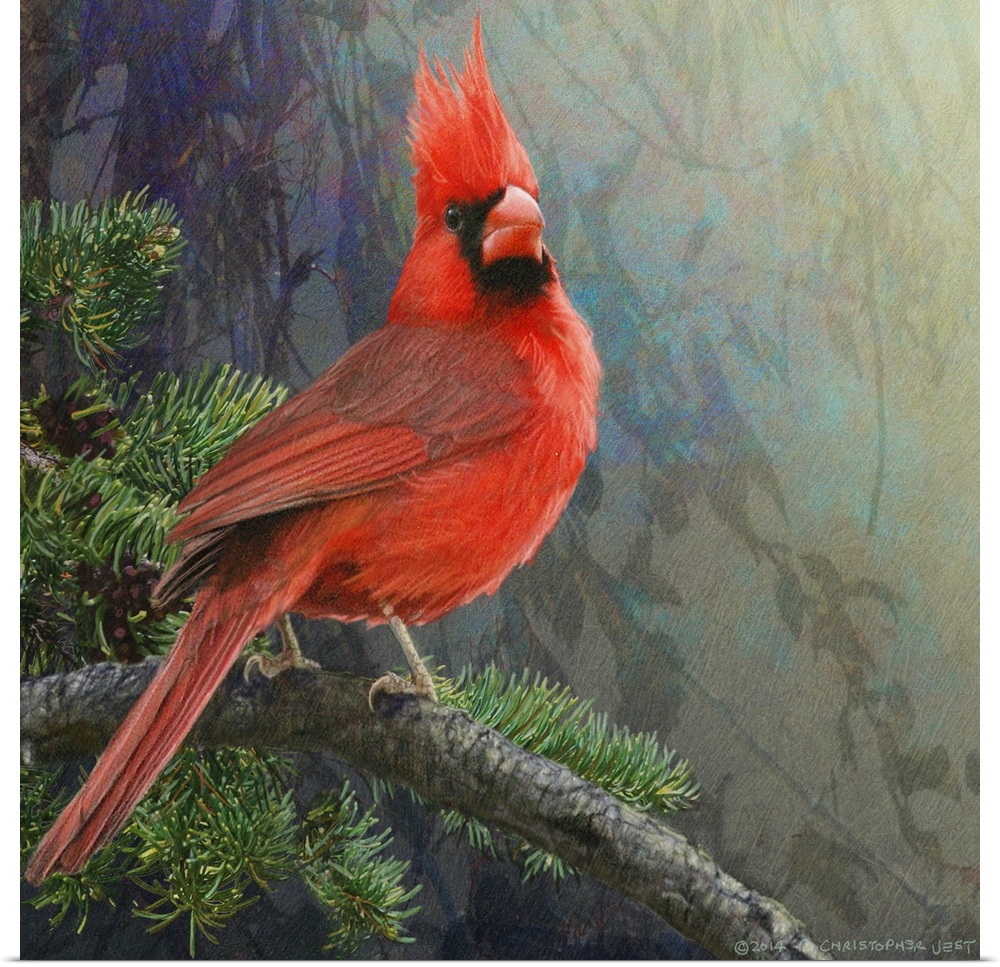 Mountain Cardinal