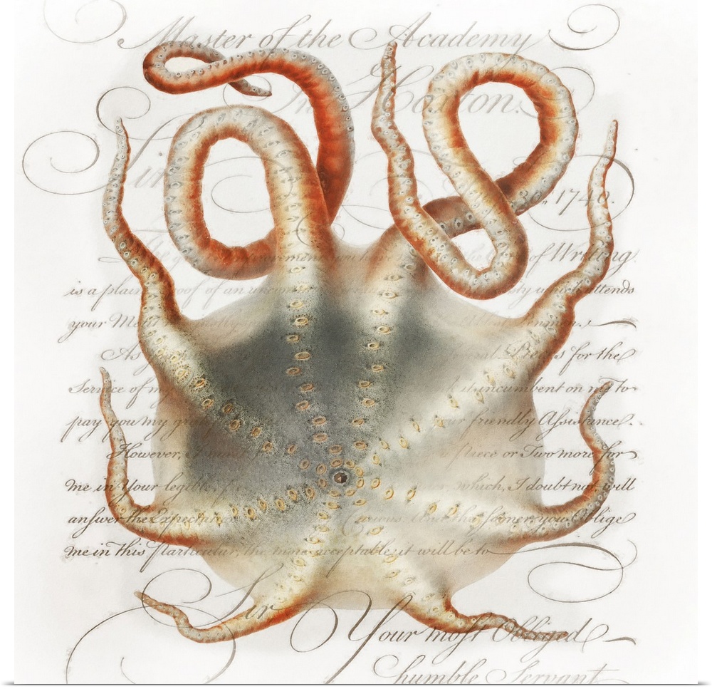 A vintage paint brush rendition of Velodona octopus illustration from Deutschen Tiefsee-Expedition, German Deep Sea Expedi...