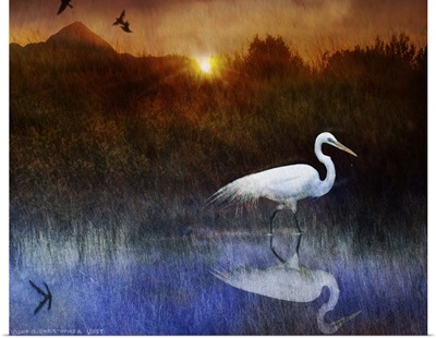 Pond Egret