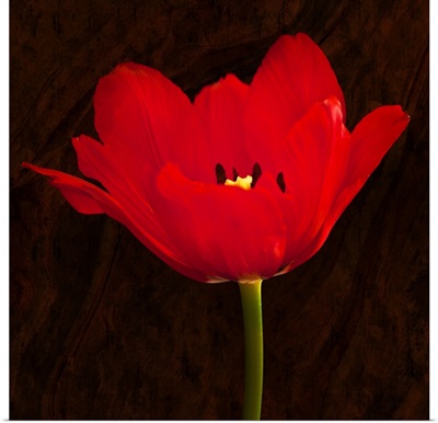 Poppy Blossom II