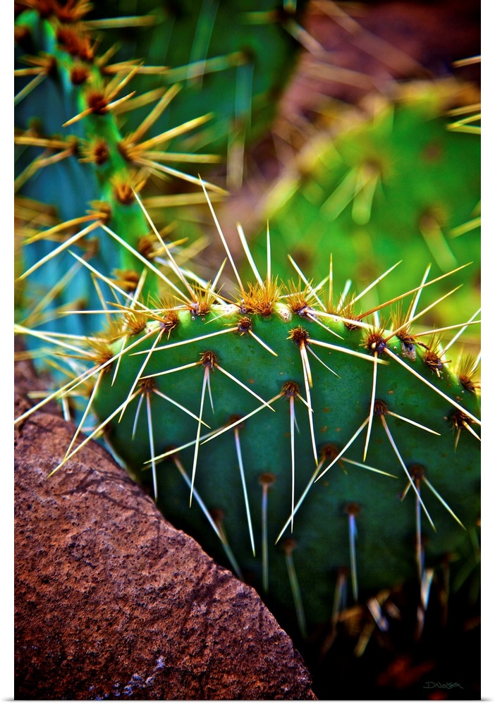 Prickly Passion