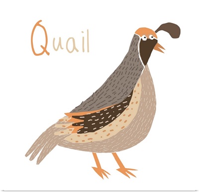 Q for Quail