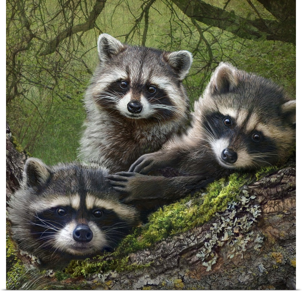 Contemporary artwork of three young raccoon in a forest.