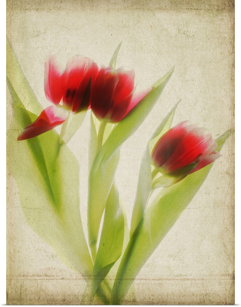 Red Tulips III