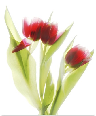 Red Tulips IV