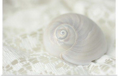 Seashell on Lace