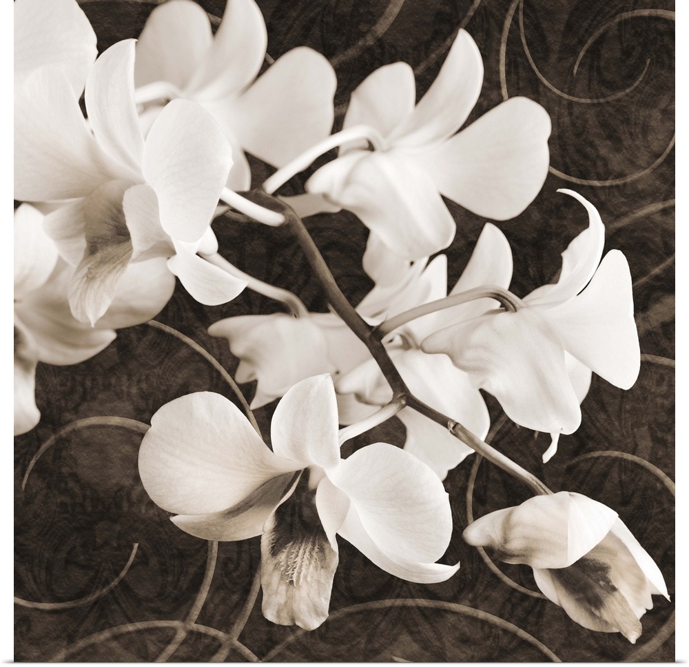 Sepia Orchid