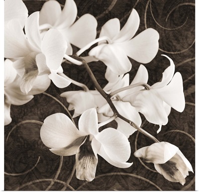 Sepia Orchid