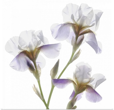 Shades of Purple Iris